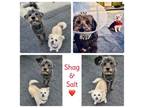 Adopt Salt a Wirehaired Terrier