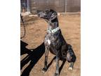 Adopt Harley a Great Dane