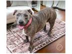 Adopt Ginny a American Staffordshire Terrier