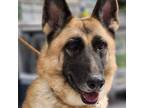 Adopt Basil Hayden a German Shepherd Dog
