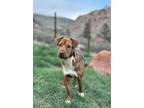 Adopt Minorca a Shar-Pei, Cattle Dog