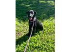 Adopt Raya a Black Labrador Retriever, Mixed Breed