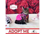 Adopt Katniss a Domestic Short Hair