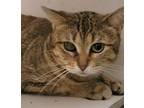 Adopt Betty White a Torbie, Extra-Toes Cat / Hemingway Polydactyl