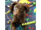 Adopt The Surprise Litter: Carrie a Vizsla, German Shorthaired Pointer