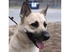 Adopt Maybel a German Shepherd Dog