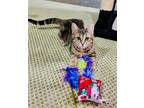 Adopt Cricket a Domestic Short Hair