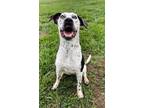 Adopt LACY a Dalmatian, Mixed Breed