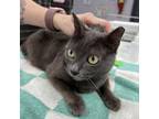 Adopt Snooky a Domestic Short Hair