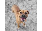 Adopt Jenny a Boxer, Mixed Breed