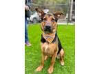 Adopt Sienna a German Shepherd Dog