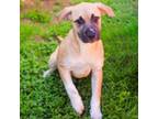 Adopt Stella Dallas 24-02-154 a Black Mouth Cur, Black and Tan Coonhound