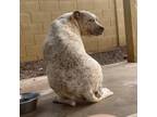 Adopt Specks aka Bella a Pointer, Pit Bull Terrier