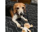 Adopt Lola a Beagle
