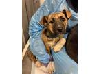 Adopt Hodge a Mixed Breed