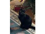 Adopt Elspeth a Domestic Short Hair