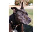 Adopt Shilow a Pit Bull Terrier