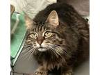 Adopt Otto a Domestic Long Hair