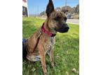 Adopt Kiara a Dutch Shepherd