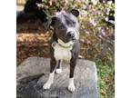 Adopt Miko a American Bully