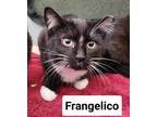 Adopt Frangelico a Domestic Short Hair