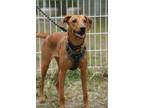 Adopt Scarlett a Labrador Retriever, Mixed Breed