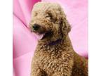 Adopt Malibu a Standard Poodle, Golden Retriever