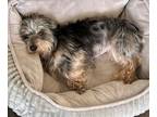Adopt Coco a Yorkshire Terrier, Dachshund