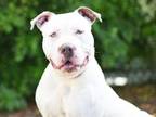 Adopt RACHEL a American Staffordshire Terrier