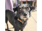 Adopt Iris a Wirehaired Terrier, Mixed Breed