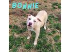 Adopt Bonnie a Labrador Retriever, Pit Bull Terrier