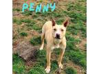 Adopt Penny a Labrador Retriever, Pit Bull Terrier