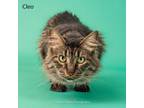 Adopt Cleopatra a Domestic Medium Hair