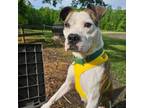 Adopt Bupsbee a Pit Bull Terrier