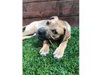 Adopt Nibbie a Black Mouth Cur, Hound