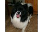 Adopt Lily a Pomeranian