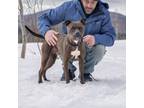 Adopt COCO a American Staffordshire Terrier