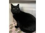 Adopt Cherry a Domestic Short Hair