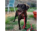 Adopt Sunshine a Chocolate Labrador Retriever, Beagle