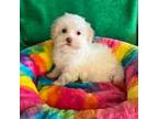 Havanese Puppy for sale in Columbus, OH, USA