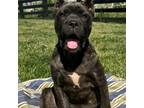 Cane Corso Puppy for sale in Indianapolis, IN, USA