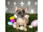 French Bulldog Puppy for sale in Houston, TX, USA