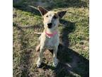 Adopt Meesha a Cattle Dog, Bull Terrier