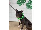 Adopt Macie a Pit Bull Terrier