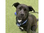 Adopt Violet a Pit Bull Terrier