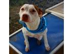 Adopt Buffy a Pointer, American Bully