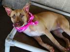 Adopt Cali a American Staffordshire Terrier