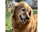 Adopt Pepsi a Golden Retriever