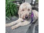 Adopt Sharon a Standard Poodle