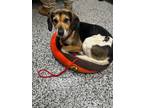 Adopt Reese`s a Beagle, Mixed Breed